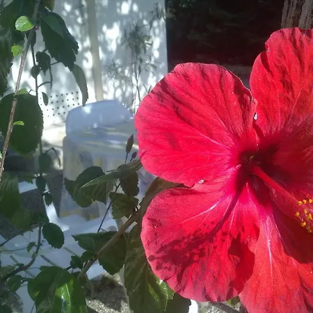 Frühstückspension Muskatli Vendeghaz *