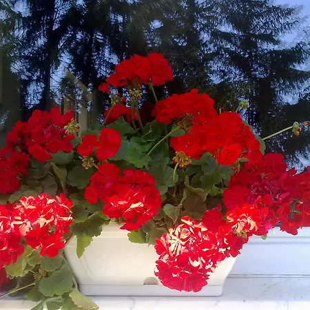 Muskatli Vendeghaz Frühstückspension *